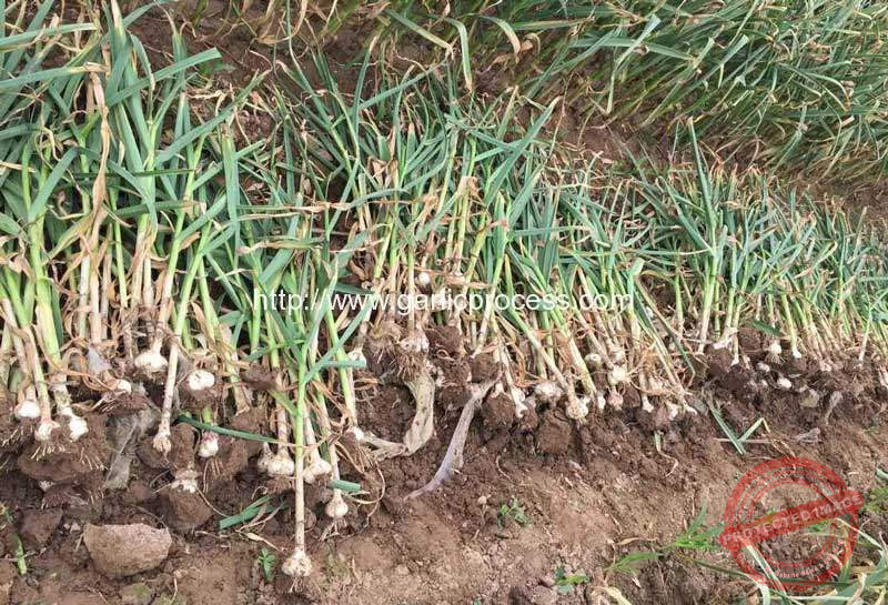 Dryed-Garlic-Leaf-and-Stem-Cutter-Machine-for-Sale